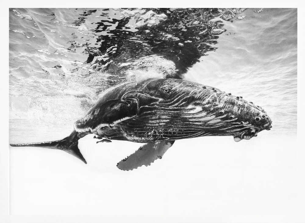 Majestic Humpback Whale Art Print UK — Portrait Calm Wall Art — Living Room — Wall It All Prints