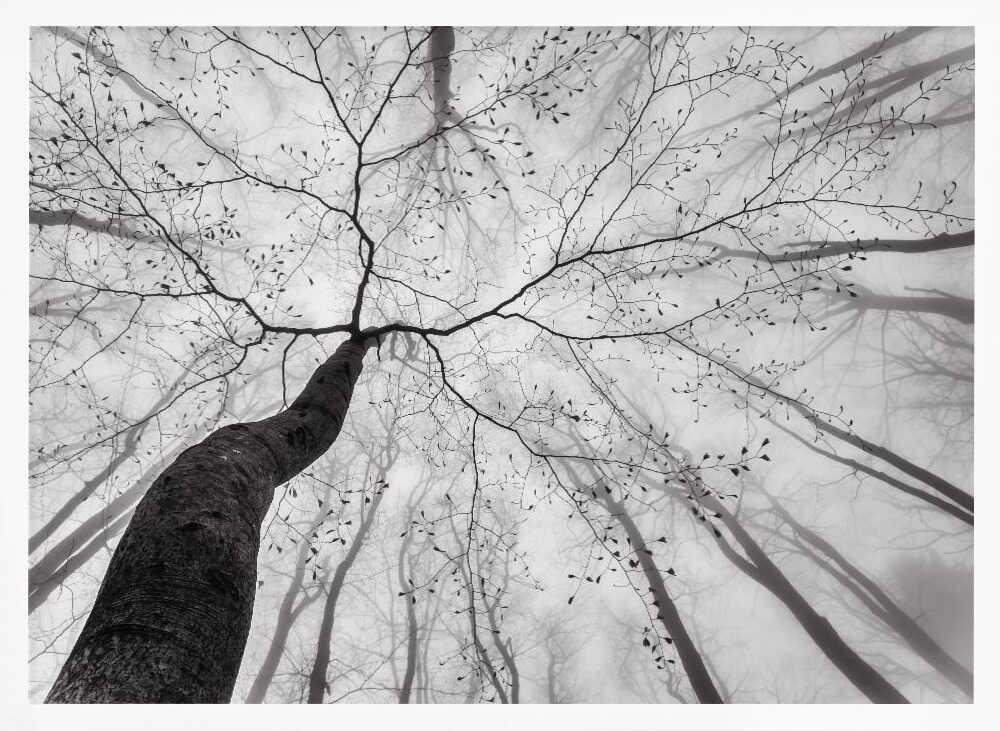 Winding Tree in Mist Art Print UK — Abstract Calm Wall Art — Office — Wall It All Prints