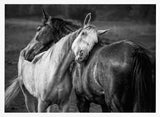 Gentle Horse Bond Art Print UK — Dark Moody Calm Wall Art — Living Room — Wall It All Prints