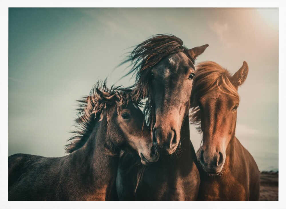 Wild Horse Family
