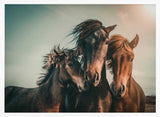 Wild Horse Family