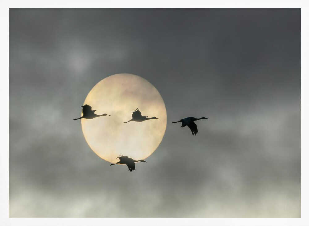 Flying Cranes Sun Art Print UK — Dark Moody Calm Wall Art — Living Room — Wall It All Prints