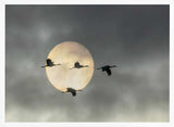 Flying Cranes Sun Art Print UK — Dark Moody Calm Wall Art — Living Room — Wall It All Prints