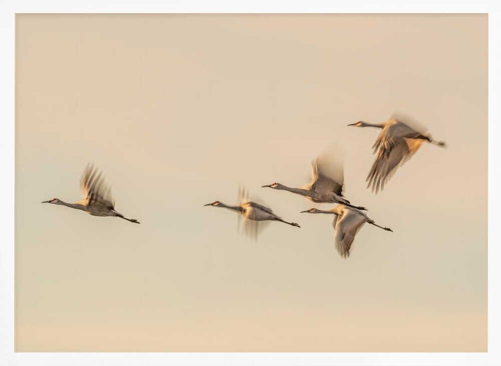 Cranes In Golden Flight Art Print UK — Animal Calm Wall Art — Living Room — Wall It All Prints