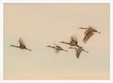 Cranes In Golden Flight Art Print UK — Animal Calm Wall Art — Living Room — Wall It All Prints
