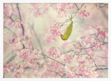 Green Bird Pink Blossoms Art Print UK — Japanese Vibrant Wall Art — Living Room — Wall It All Prints