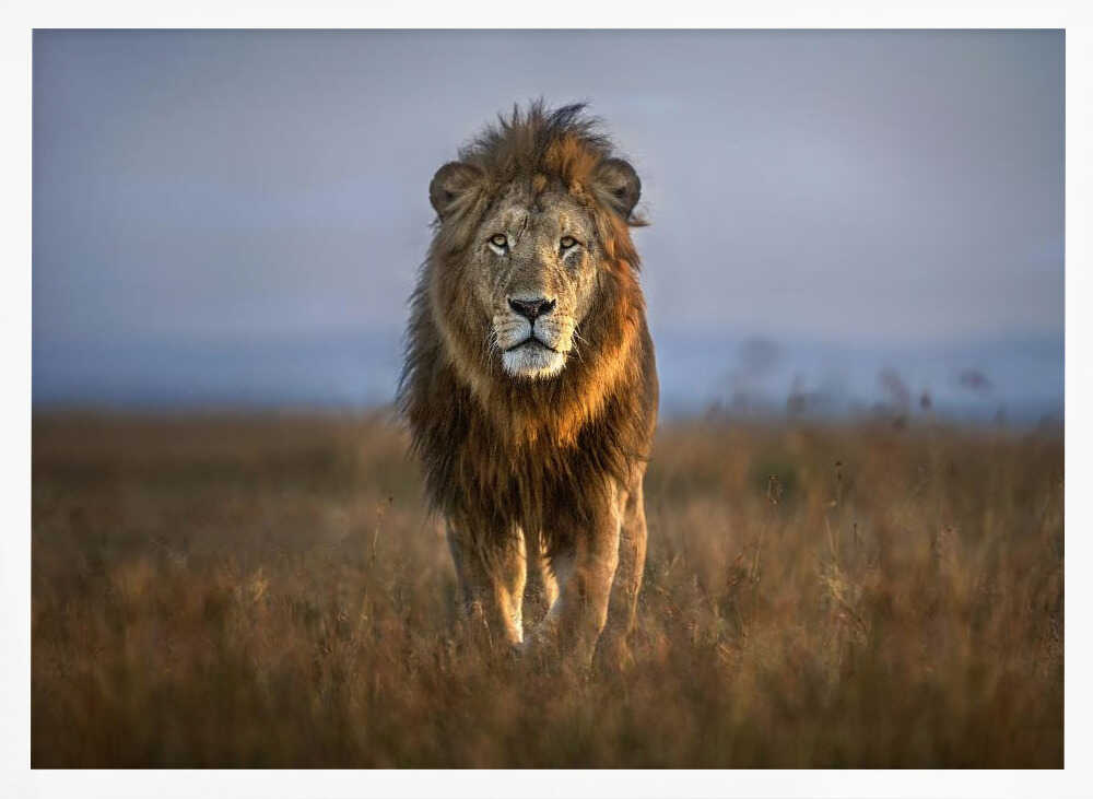 Majestic African Lion Art Print UK — Animal Warm Wall Art — Living Room — Wall It All Prints