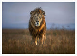 Majestic African Lion