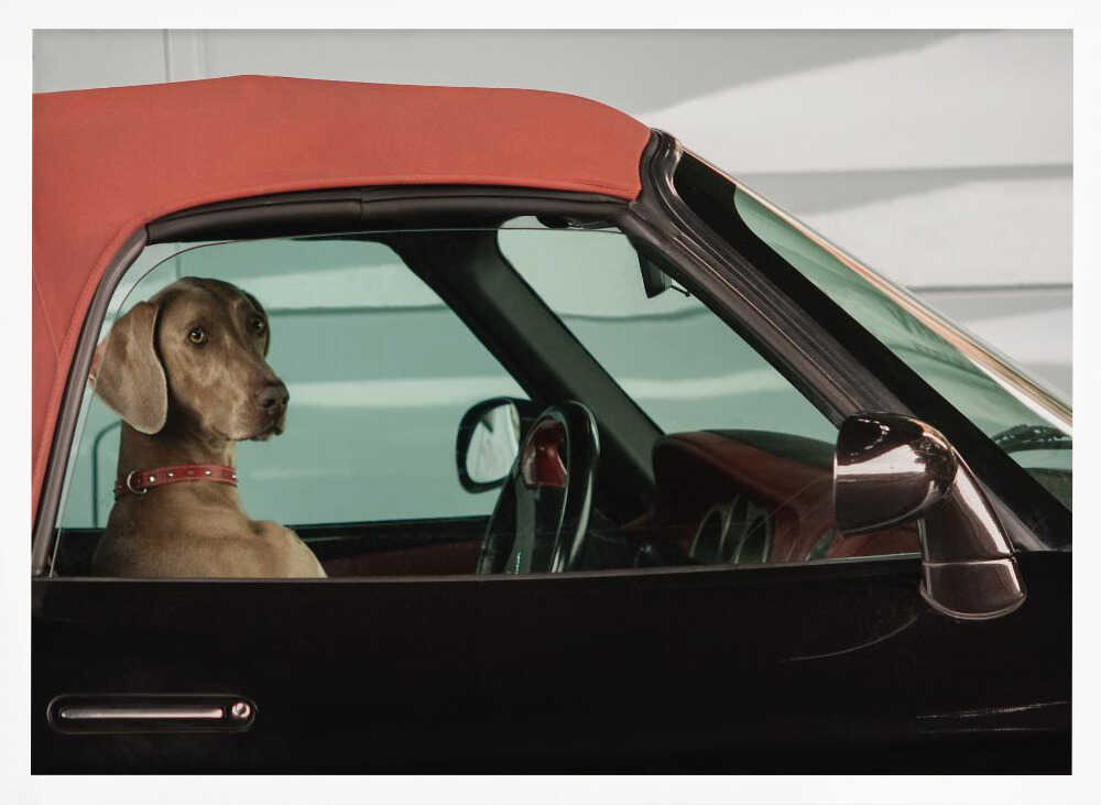 Weimaraner Ready to Ride Art Print UK — Vintage Elegant Wall Art — Living Room — Wall It All Prints