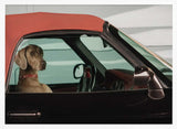 Weimaraner Ready to Ride Art Print UK — Vintage Elegant Wall Art — Living Room — Wall It All Prints