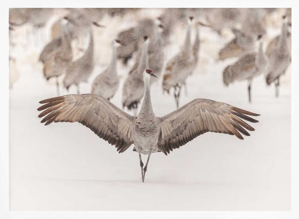 Sandhill Crane Winter Wings Art Print UK — Landscape Calm Wall Art — Living Room — Wall It All Prints