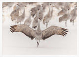 Sandhill Crane Winter Wings Art Print UK — Landscape Calm Wall Art — Living Room — Wall It All Prints