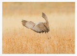 Sandhill Crane Landing Art Print UK — Animal Warm Wall Art — Living Room — Wall It All Prints