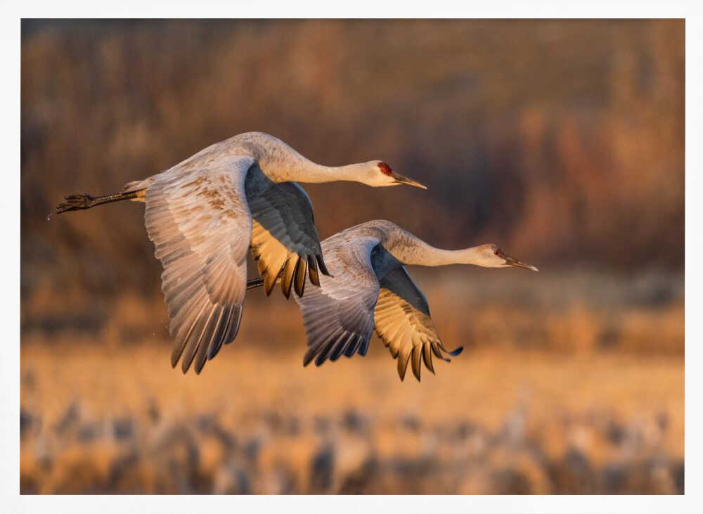 Graceful Cranes in Flight Art Print UK — Landscape Calm Wall Art — Living Room — Wall It All Prints