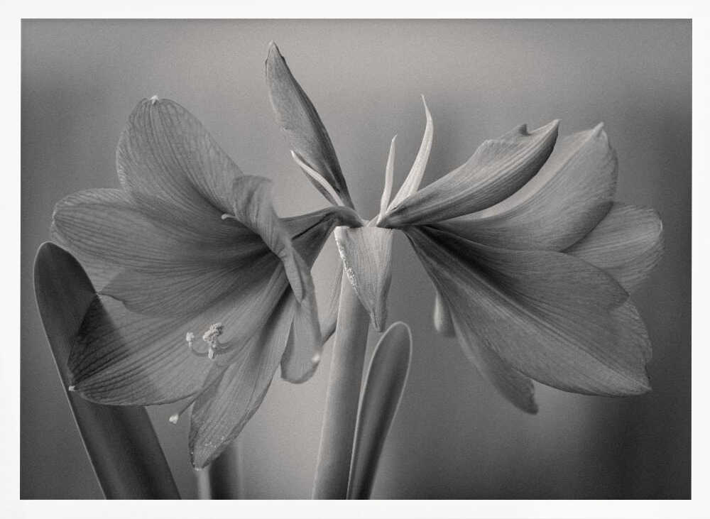 Graceful Floral Duet Art Print UK — Botanical Calm Wall Art — Living Room — Wall It All Prints