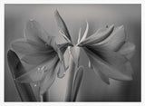 Graceful Floral Duet