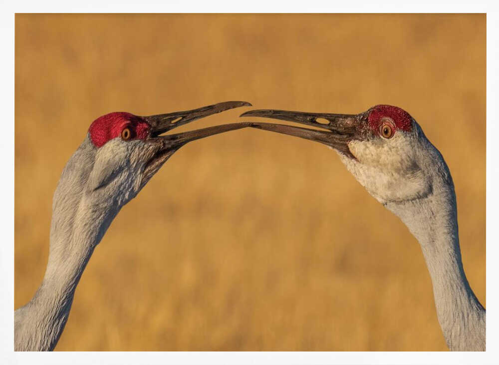 Gentle Crane Kiss Art Print UK — Animal Calm Wall Art — Living Room — Wall It All Prints