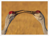 Gentle Crane Kiss Art Print UK — Animal Calm Wall Art — Living Room — Wall It All Prints