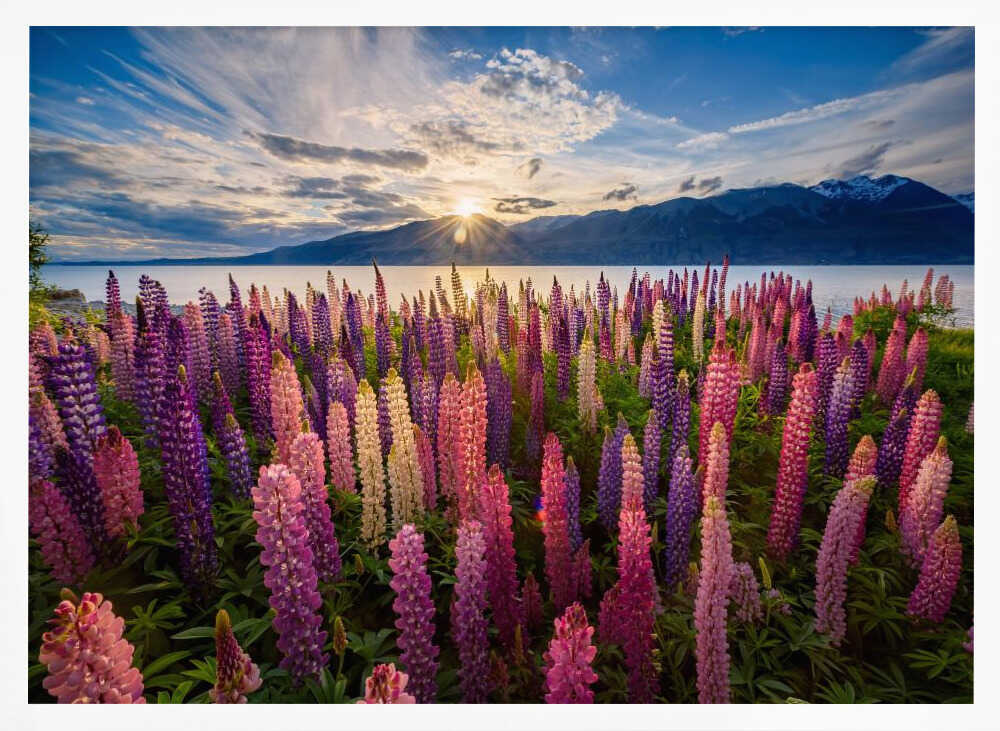 Lupine Sunset Lake Art Print UK — Botanical Vibrant Wall Art — Living Room — Wall It All Prints