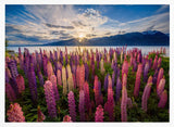 Lupine Sunset Lake Art Print UK — Botanical Vibrant Wall Art — Living Room — Wall It All Prints