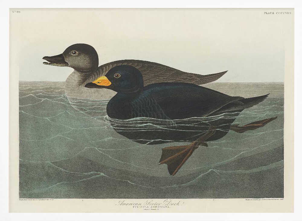 American Scoter Duck From Birds of America (1827)
