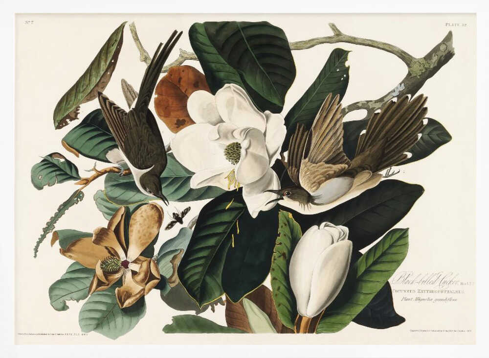 Black Billed Cuckoo From Birds of America (1827)