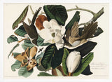 Black Billed Cuckoo From Birds of America (1827)