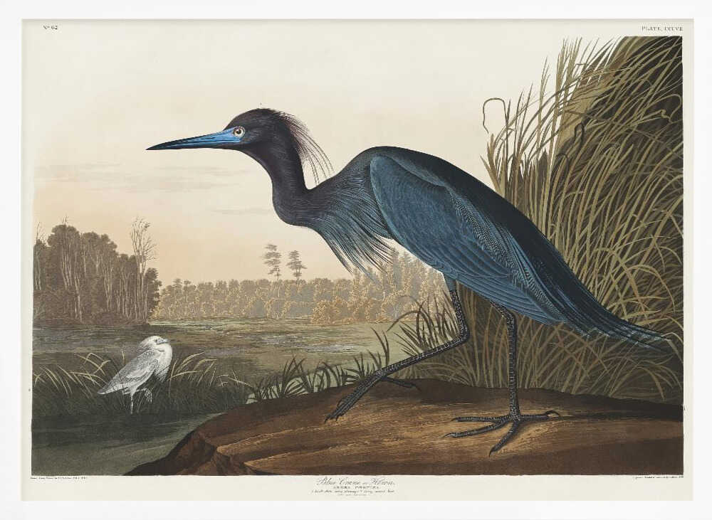 Blue Crane or Heron From Birds of America (1827)