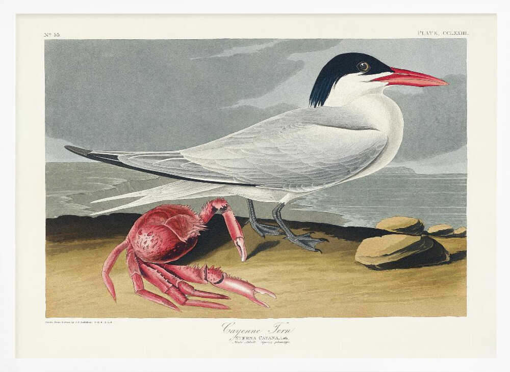 Cayenne Tern From Birds of America (1827)