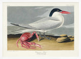 Cayenne Tern From Birds of America (1827)