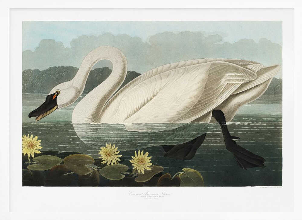 Common American Swan From Birds of America (1827)