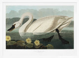 Common American Swan From Birds of America (1827)