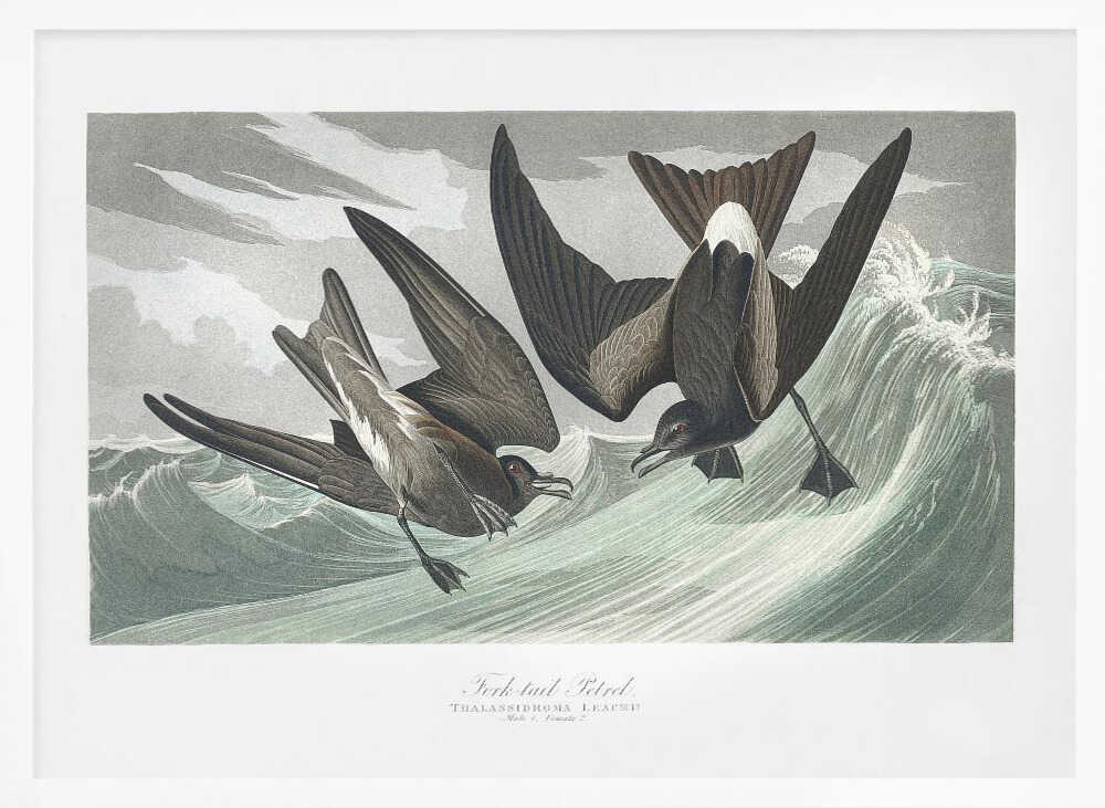 Fork Tailed Petrel From Birds of America (1827)