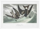 Fork Tailed Petrel From Birds of America (1827)
