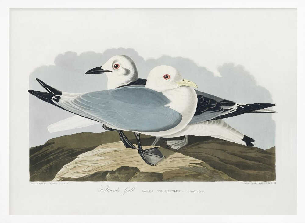 Kittiwake Gull From Birds of America (1827)