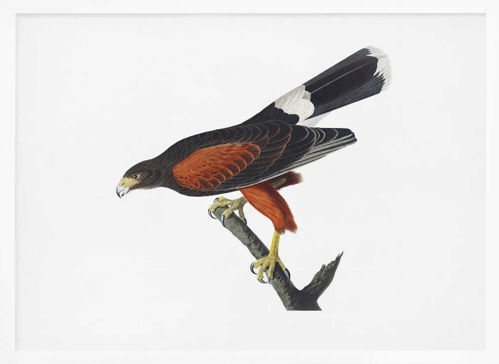 Louisiana Hawk From Birds of America (1827