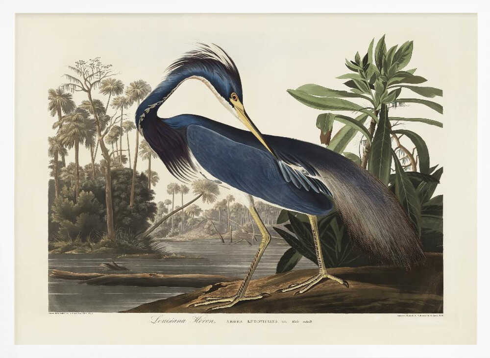 Louisiana Heron From Birds of America (1827)