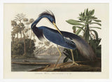 Louisiana Heron From Birds of America (1827)