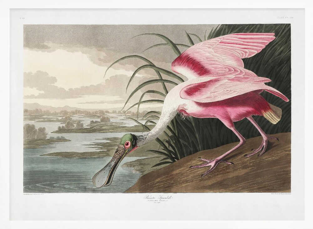 Roseate Spoonbill From Birds of America (1827)