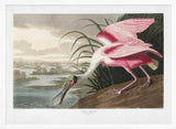 Roseate Spoonbill From Birds of America (1827)