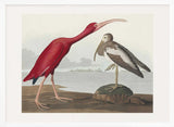 Scarlet Ibis From Birds of America (1827)