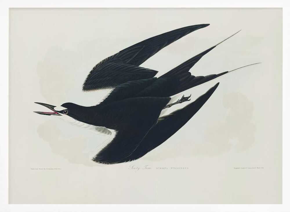 Sooty Tern From Birds of America (1827)