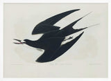 Sooty Tern From Birds of America (1827)