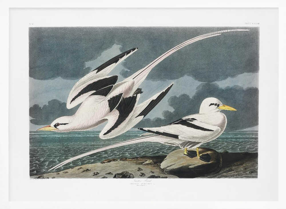 Tropic Bird From Birds of America (1827)