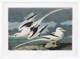 Tropic Bird From Birds of America (1827)