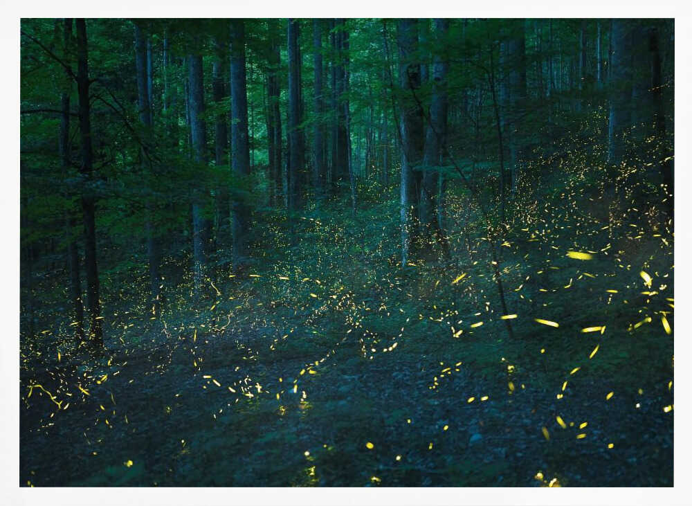 Forest Firefly Glow Art Print UK — Dark Moody Calm Wall Art — Bathroom — Wall It All Prints