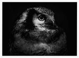 Intense Owl Gaze Art Print UK — Dark Moody Dark Wall Art — Living Room — Wall It All Prints