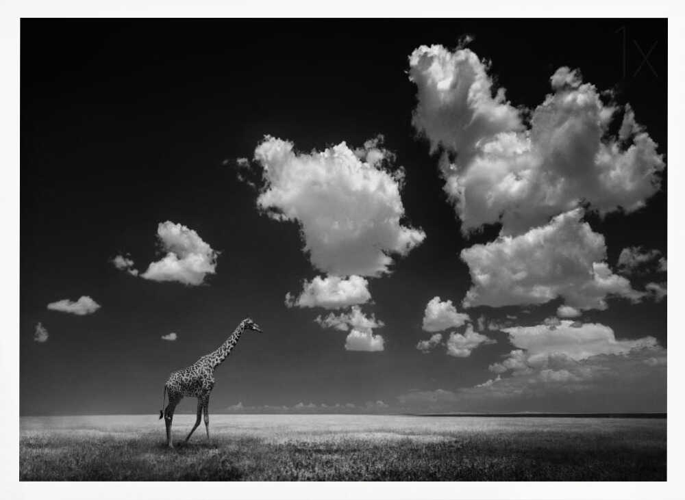 African Giraffe Sky Art Print UK — Dark Moody Calm Wall Art — Bedroom — Wall It All Prints