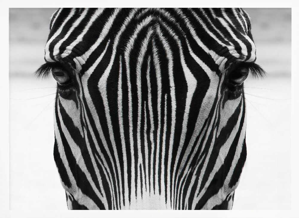 Intense Zebra Gaze