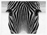 Intense Zebra Gaze